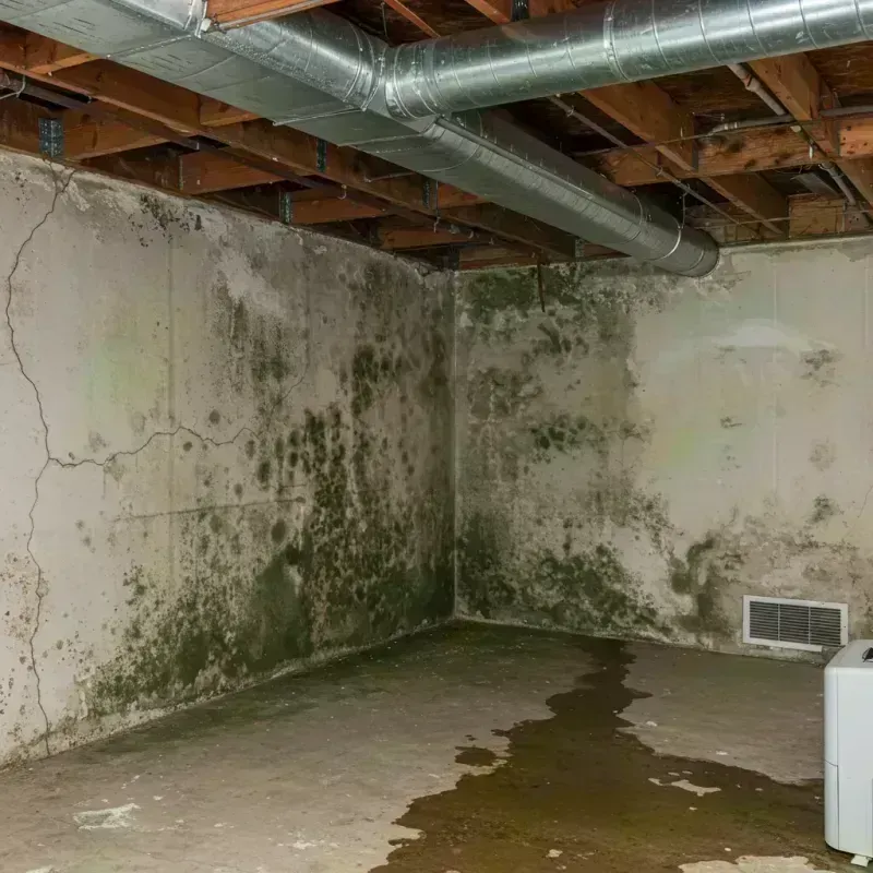 Professional Mold Removal in Ashland, CA